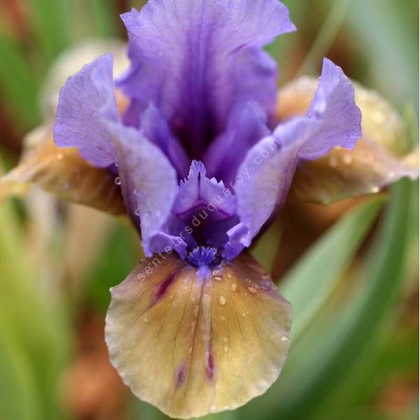 Iris 'What Again' Iris 'What Again'