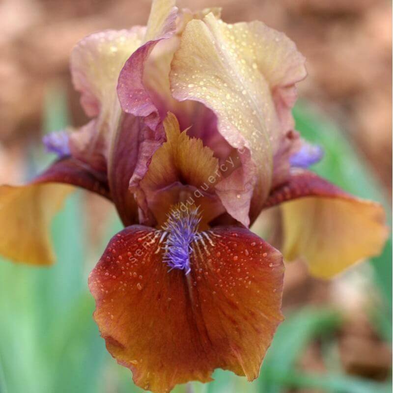 Iris 'Tantara'