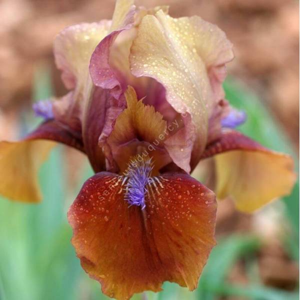 Iris 'Tantara' Iris 'Tantara'