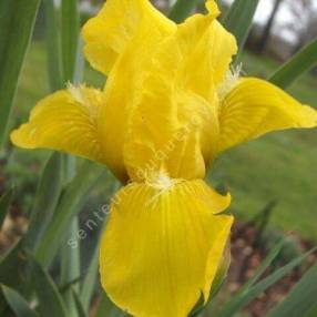 Iris 'Brassie'