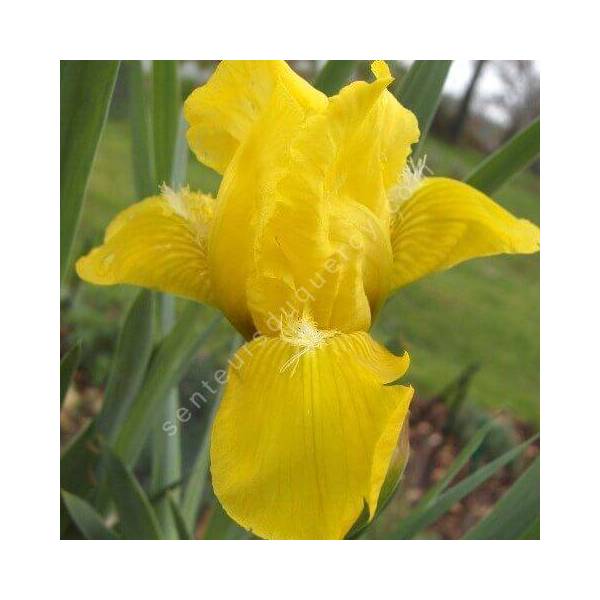 Iris 'Brassie' Iris 'Brassie'