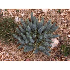 Euphorbia myrsinites, Euphorbe de Corse