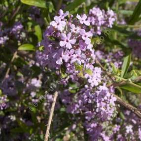 Buddleja alternifolia - Arbre aux papillons à feuilles alternes