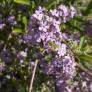 Buddleja alternifolia - Arbre aux papillons à feuilles alternes