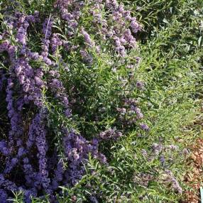 Buddleja alternifolia - Arbre aux papillons à feuilles alternes