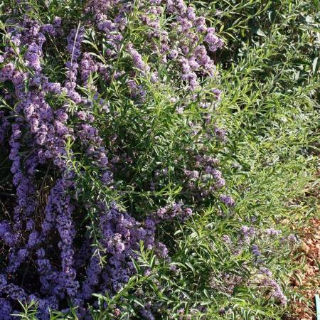 Réglisse - Glycyrrhiza glabra - aromate pour jardin sec