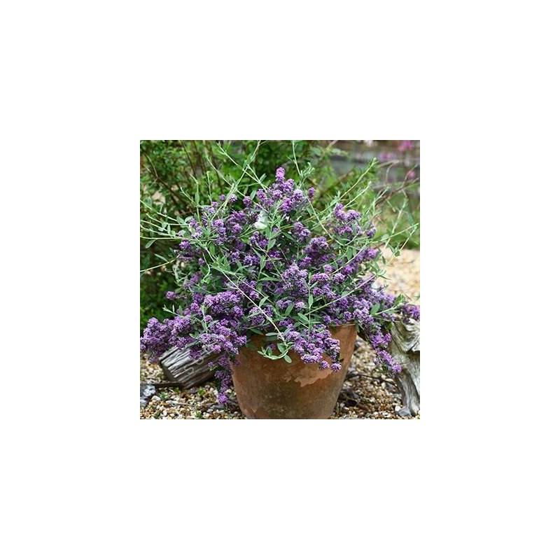 Buddleja alternifolia 'Compacte' - Arbre aux papillons à feuilles alternes nain