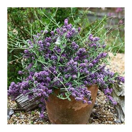 Buddleja alternifolia 'Compacte' - Arbre aux papillons à feuilles alternes nain