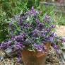Buddleja alternifolia 'Compacte' - Arbre aux papillons à feuilles alternes nain