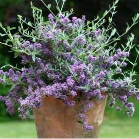 Buddleja alternifolia 'Compacte' - Arbre aux papillons à feuilles alternes nain