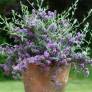 Buddleja alternifolia 'Compacte' - Arbre aux papillons à feuilles alternes nain