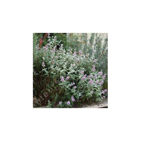 Buddleja crispa, Arbre à papillon crispé