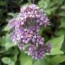 Buddleja crispa, Arbre à papillon crispé