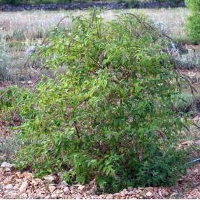 Buddleja lindleyana - Arbre aux papillons