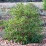 Buddleja lindleyana - Arbre aux papillons