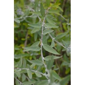 Buddleja x pikei 'Hever' - Arbre aux papillons