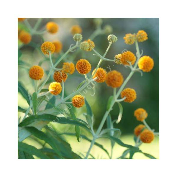 Buddleja globosa -  Arbre aux papillons globuleux