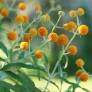 Buddleja globosa -  Arbre aux papillons globuleux