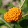 Buddleja globosa -  Arbre aux papillons globuleux