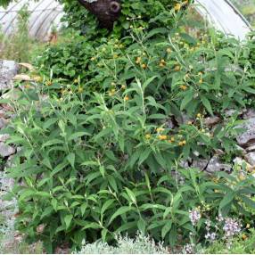 Buddleja globosa -  Arbre aux papillons globuleux