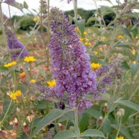 Buddleja 'Lochinch' - Arbre aux papillons