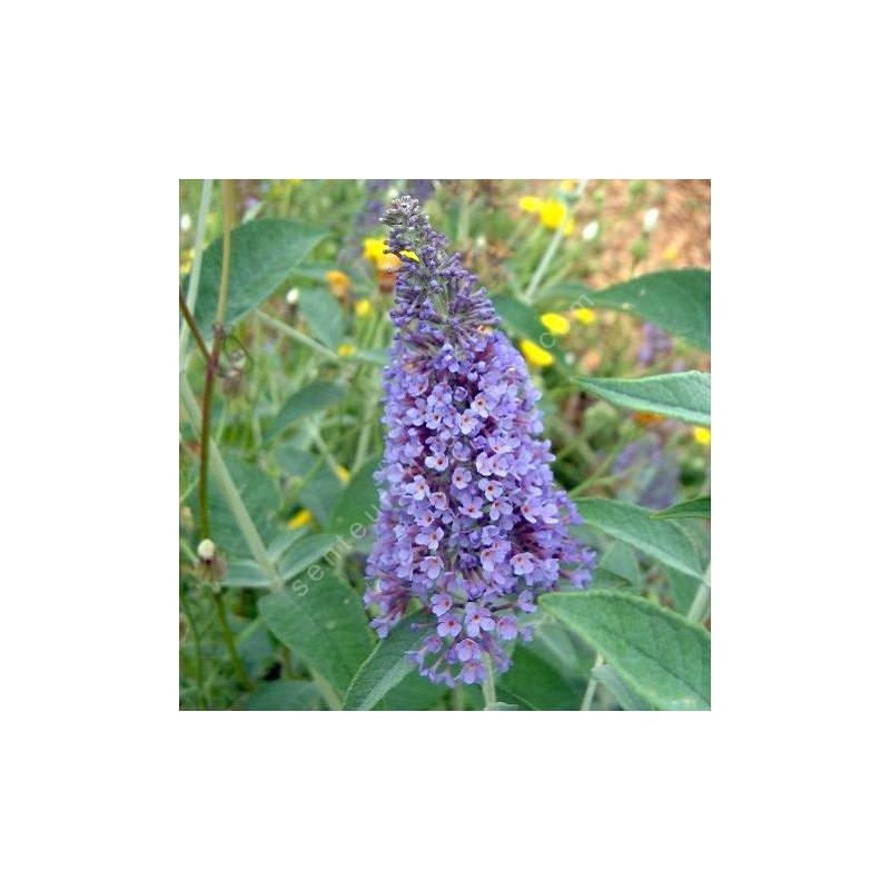 Buddleja 'Lochinch' - Buisson à Papillons En Pot 40-60 Cm - Floraison Bleu-violet