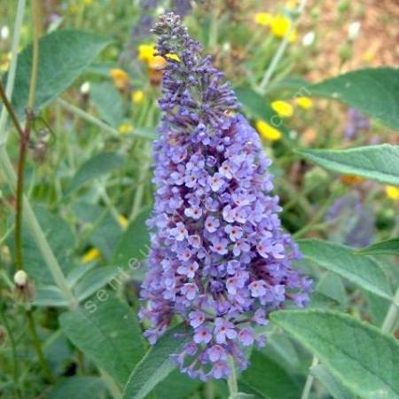 Buddleja 'Lochinch' - Arbre aux papillons