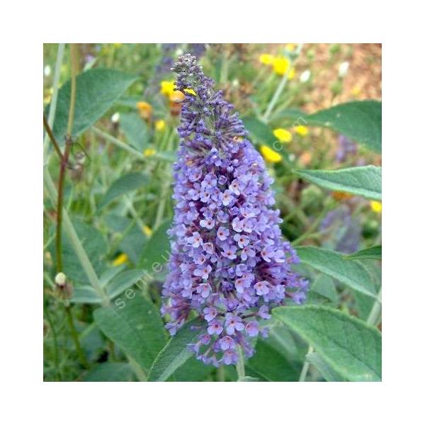 Buddleja 'Lochinch' - Arbre aux papillons