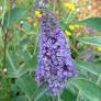 Buddleja 'Lochinch' - Arbre aux papillons