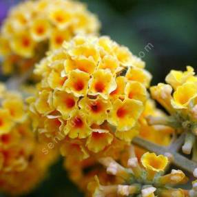 Buddleja x weyeriana 'Sungold' - Arbre aux papillons jaune