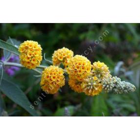 Buddleja x weyeriana 'Sungold' - Arbre aux papillons jaune