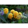 Buddleja x weyeriana 'Sungold' - Arbre aux papillons jaune