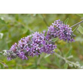 Buddleja x pikei 'Hever' - Arbre aux papillons