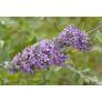 Buddleja x pikei 'Hever' - Arbre aux papillons