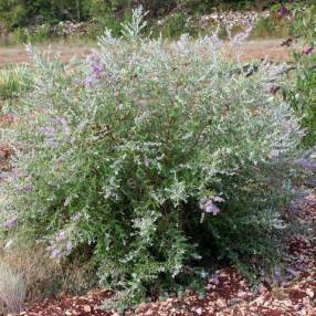 Buddleja x pikei 'Hever' - Arbre aux papillons