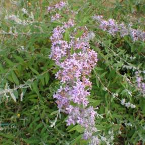 Buddleja x pikei 'Hever' - Arbre aux papillons