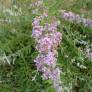 Buddleja x pikei 'Hever' - Arbre aux papillons