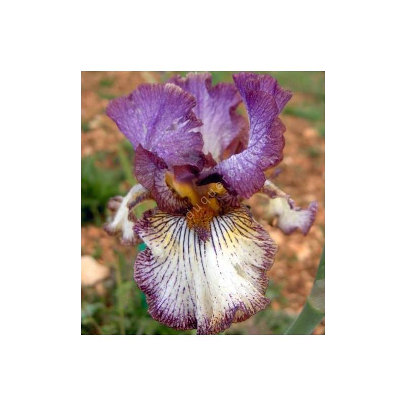 Iris 'Apollo One'