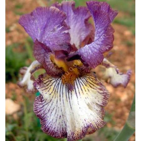 Iris 'Apollo One'