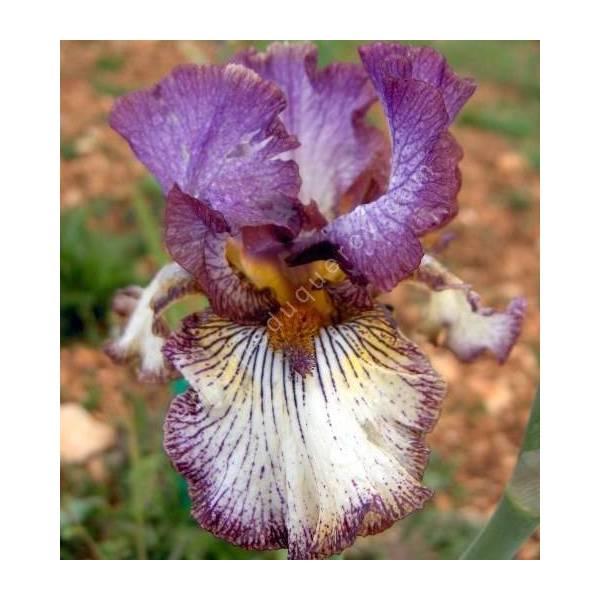 Iris 'Apollo One'