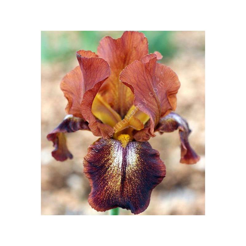Iris 'Cayenne Capers'