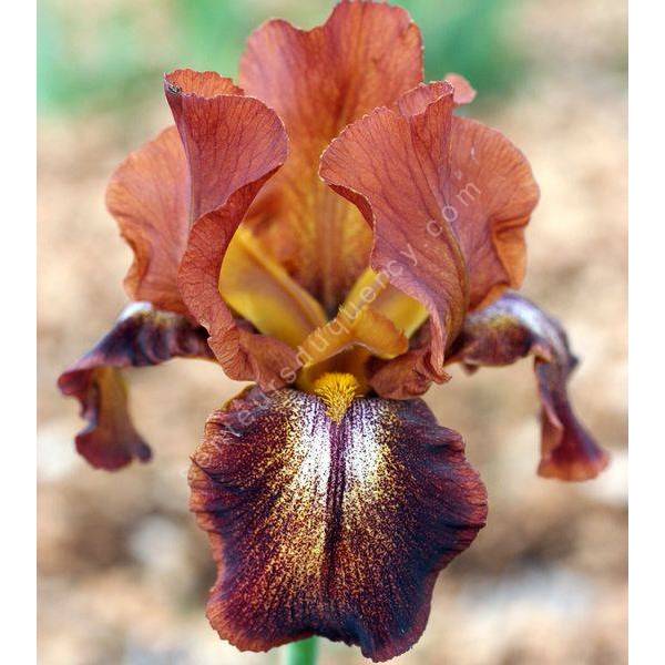Iris 'Cayenne Capers' Iris 'Cayenne Capers'