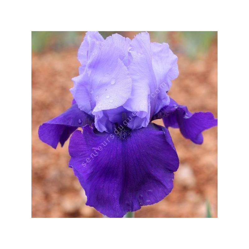 Iris 'Cee Tee'