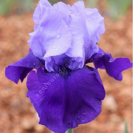 Iris 'Cee Tee'