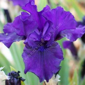 Iris des jardins de collection Lugano Blanc remontant