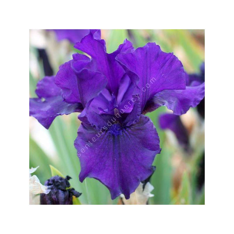 Iris 'Midsummer Night's Dream'