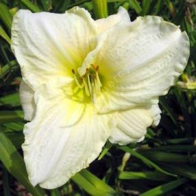 Hemerocallis 'White Temptation' - Hémérocalle blanc crème