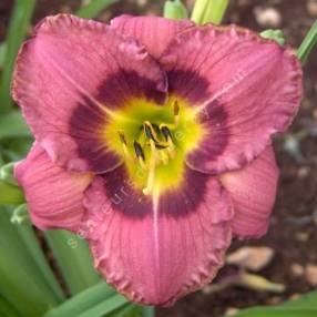 Hemerocallis 'Always Afternoon' - Hémérocalle rose