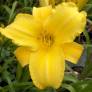 Hemerocallis 'Mary Todd' - Hémérocalle jaune