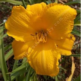 Hemerocallis 'Golden Prize' - Hémérocalle orange